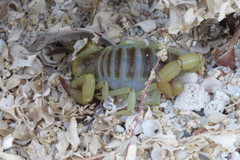 Hadrurus concolorous