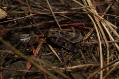 Pseudohermonassa melancholica