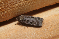 Pseudohermonassa melancholica