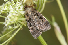 Pseudohermonassa melancholica