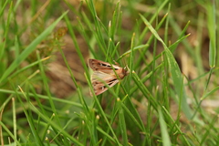 Pseudohermonassa ononensis