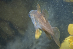 Vincentia conspersa