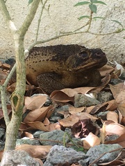 Rhinella marina