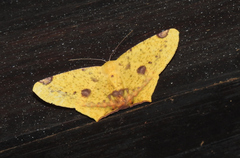 Nepheloleuca illiturata