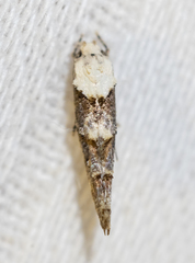 Mompha murtfeldtella