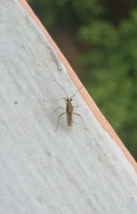 Guisardus