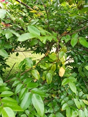 Averrhoa carambola