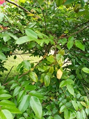 Averrhoa carambola