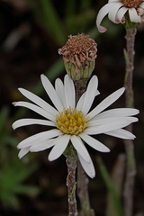 Celmisia pugioniformis