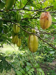 Averrhoa carambola