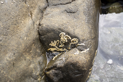 Galeolaria caespitosa