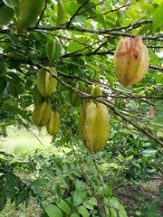 Averrhoa carambola
