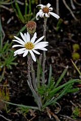 Celmisia pugioniformis