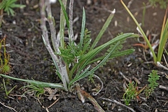 Celmisia pugioniformis