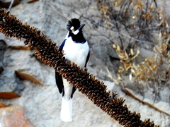Cyanocorax dickeyi