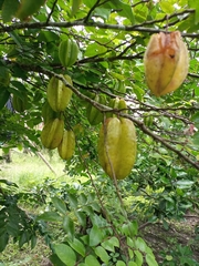 Averrhoa carambola