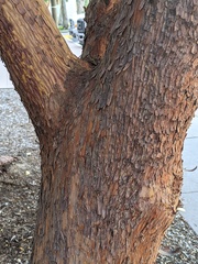 Arbutus × andrachnoides