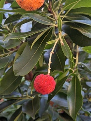 Arbutus × andrachnoides