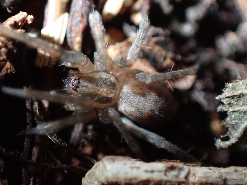 Barn Funnel Weaver