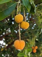 Arbutus × andrachnoides