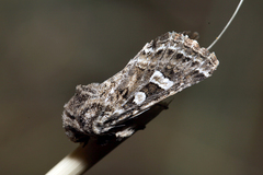 Saragossa siccanorum