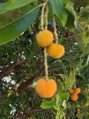 Arbutus × andrachnoides