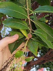 Arbutus × andrachnoides