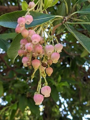 Arbutus × andrachnoides
