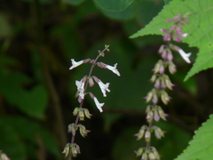 Orthosiphon rubicundus
