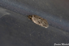 Agonopterix canadensis