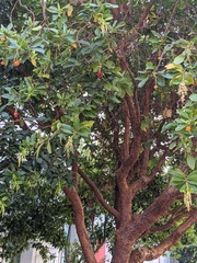 Arbutus × andrachnoides