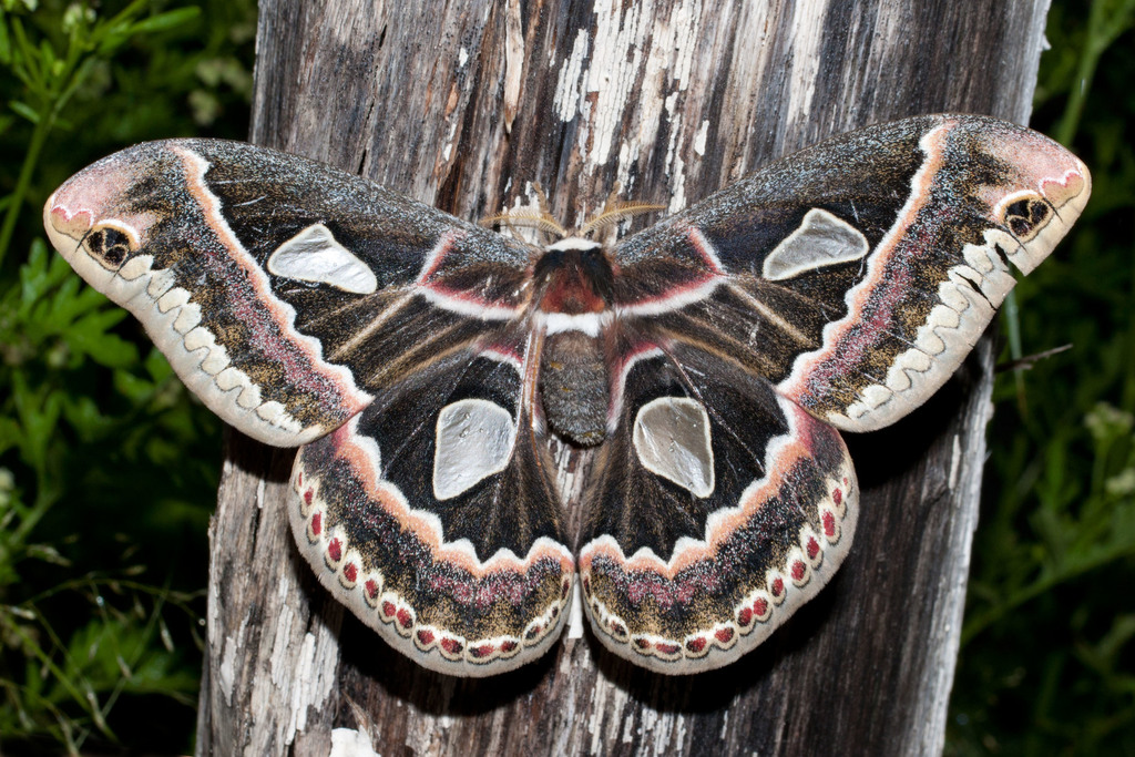 Rothschildia jorulloides