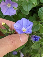 Convolvulus sabatius mauritanicus
