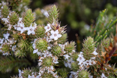 Epacris marginata