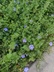 Convolvulus sabatius mauritanicus