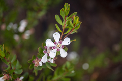 Leptospermum grandiflorum