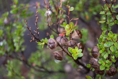 Leptospermum grandiflorum