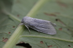 Acronicta nervosa