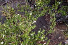 Leptospermum grandiflorum
