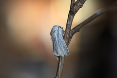 Acronicta nervosa