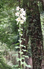 Cardiocrinum giganteum
