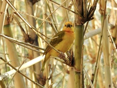 Ploceus castaneiceps
