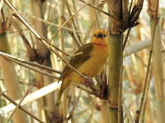 Ploceus castaneiceps