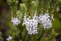 Epacris marginata