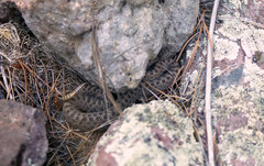 Crotalus pricei