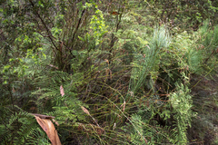 Gleichenia dicarpa