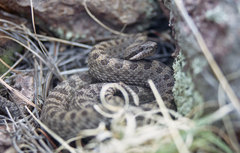Crotalus pricei
