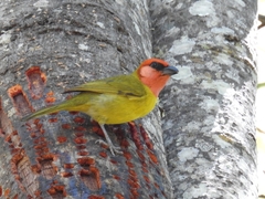 Piranga erythrocephala