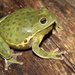 Barking Treefrog - Photo (c) Ty Smith, some rights reserved (CC BY-NC), uploaded by Ty Smith