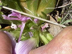 Lewisia brachycalyx